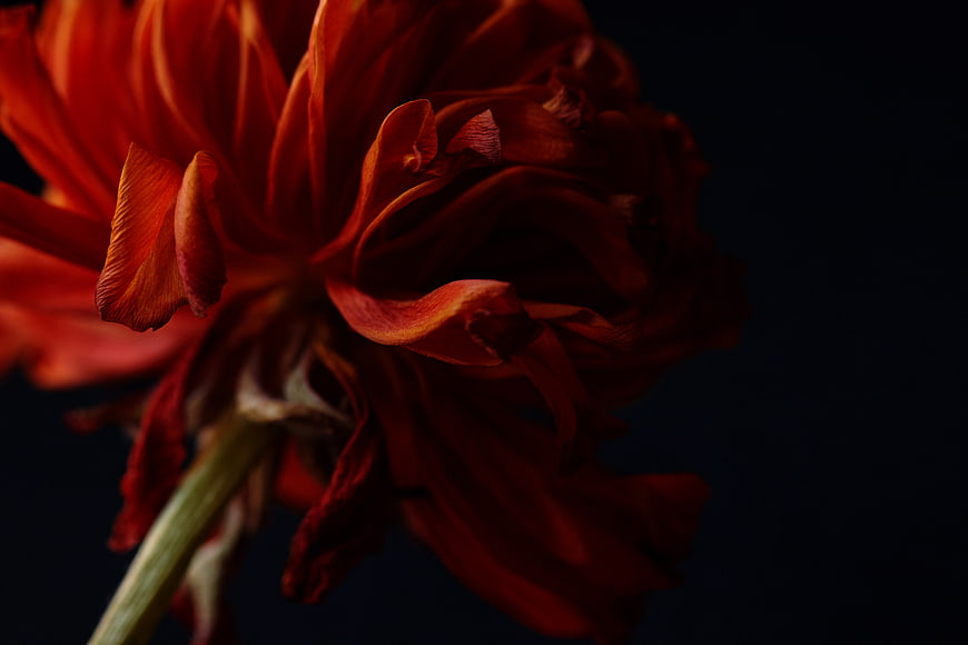 Close-up of a dark red ranunculus flower on black background