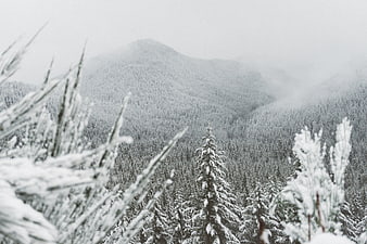 Snowy Mountain Forest Landscape in Black and White