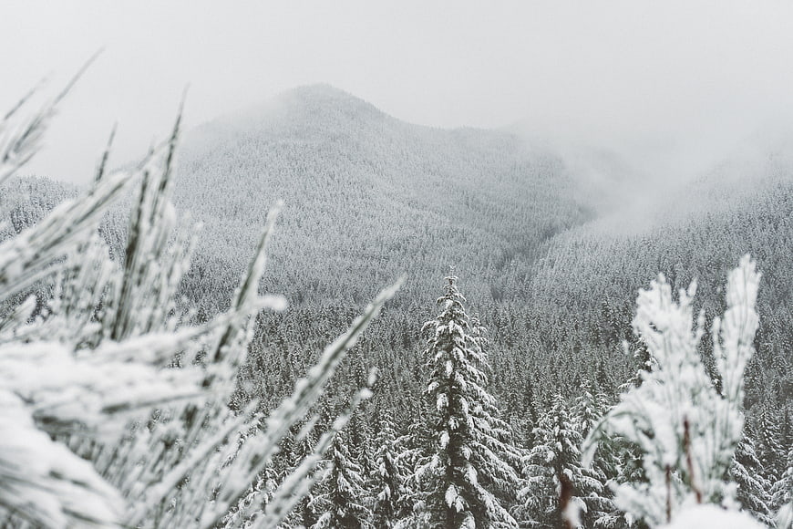 Snowy Mountain Forest Landscape in Black and White
