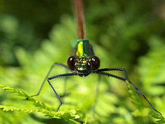 Close-up of a metallic green damselfly on a fern