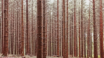 Dense pine forest with tall vertical tree trunks