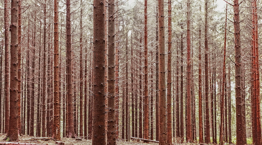 Dense pine forest with tall vertical tree trunks