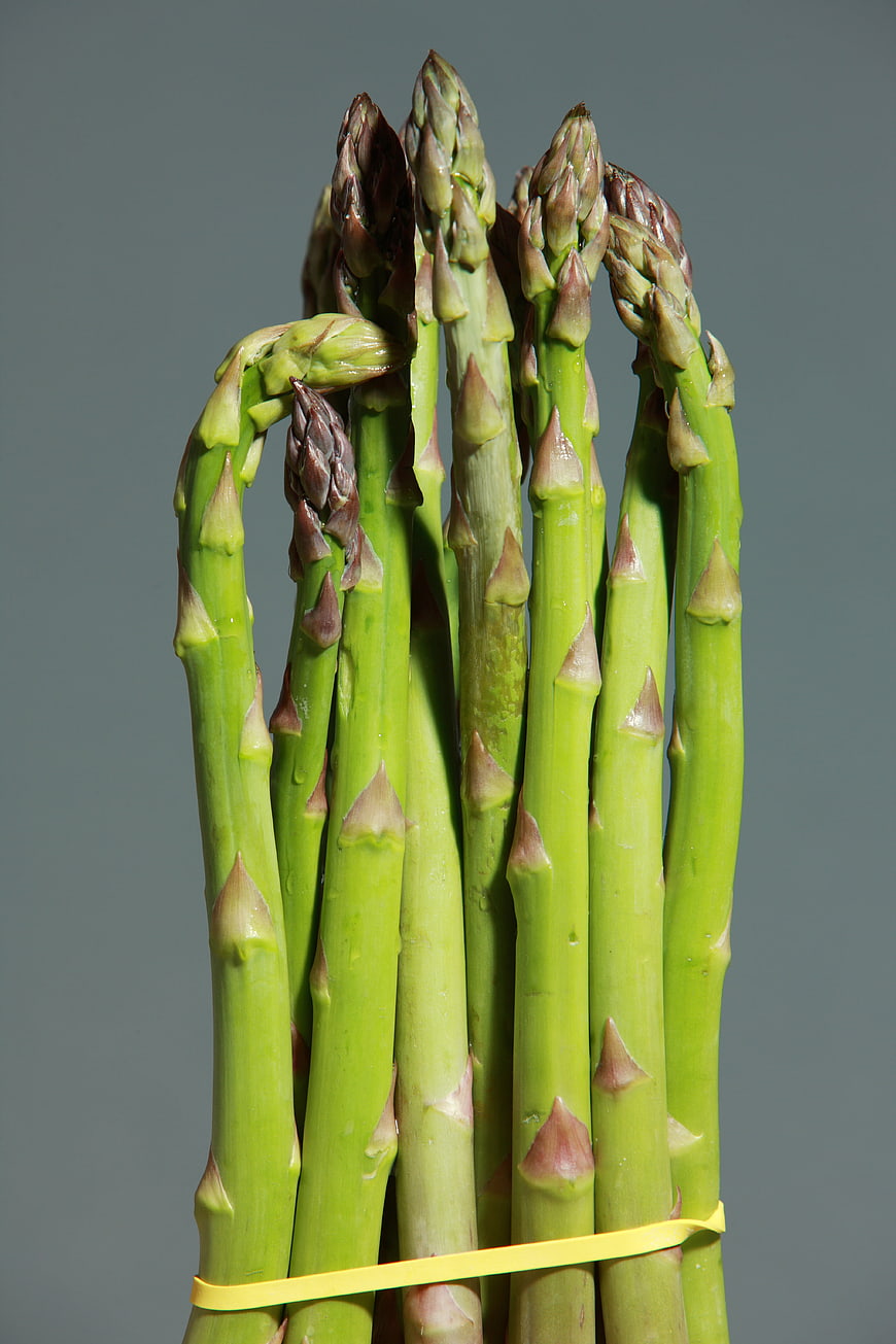 Fresh Green Asparagus Bundle on Gray Background