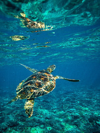 Sea Turtle Swimming Underwater in Blue Ocean