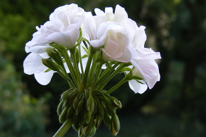 Close-up of white geranium flowers with green buds