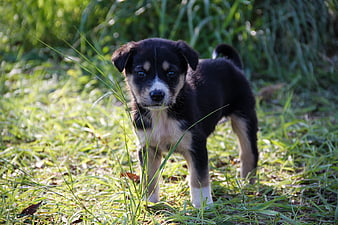 Cute Black and Tan Puppy Standing in Green Grass