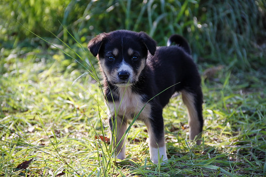 Cute Black and Tan Puppy Standing in Green Grass