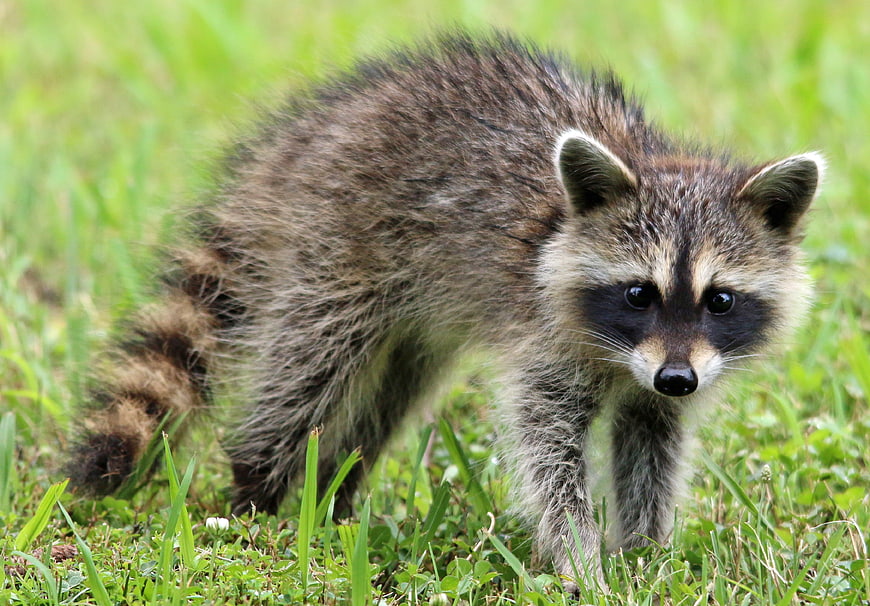 Cute baby raccoon walking in green grass