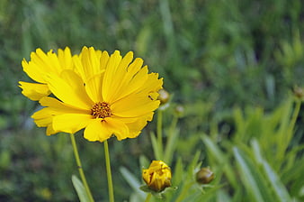 Vibrant Yellow Coreopsis Flower in Natural Garden Setting