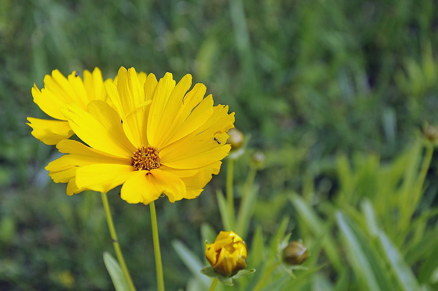 Vibrant Yellow Coreopsis Flower in Natural Garden Setting