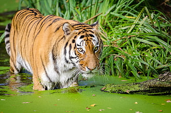 Majestic Tiger Walking Through Green Pond Water