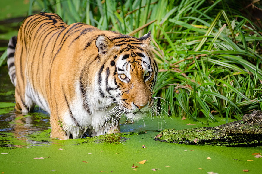Majestic Tiger Walking Through Green Pond Water
