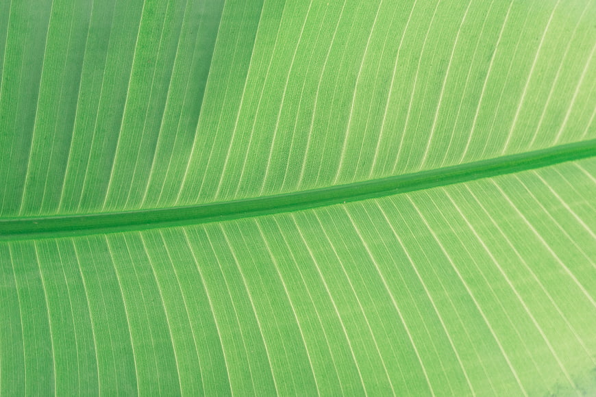 Close-up of vibrant green banana leaf texture with veins