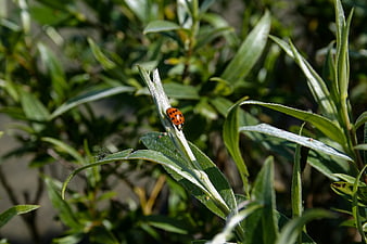 Red Ladybug on Green Willow Leaf in Sunlight