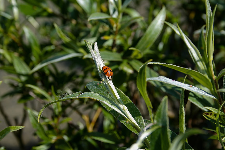 Red Ladybug on Green Willow Leaf in Sunlight