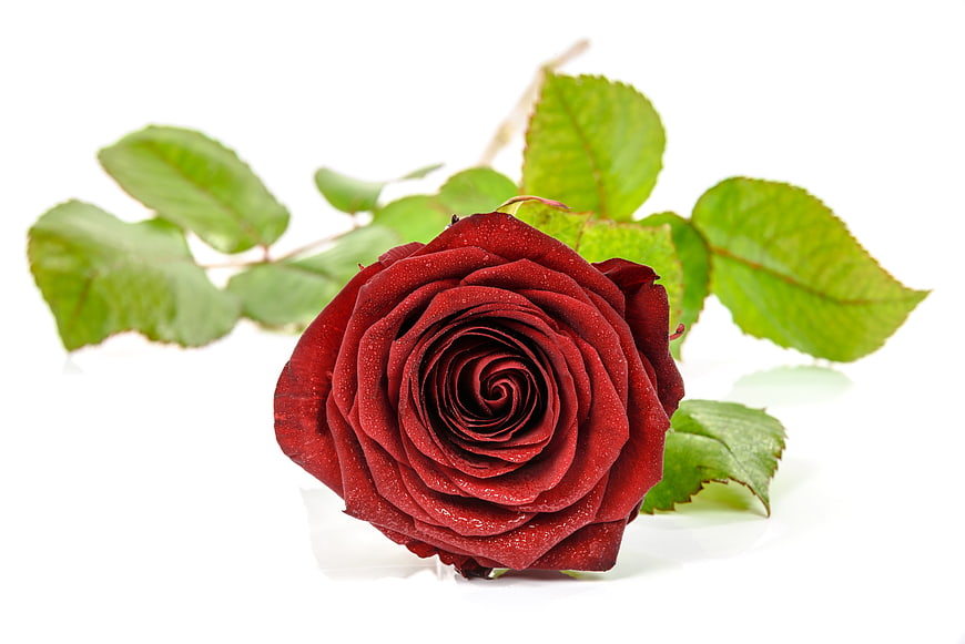 Single red rose with water droplets and green leaves on white background