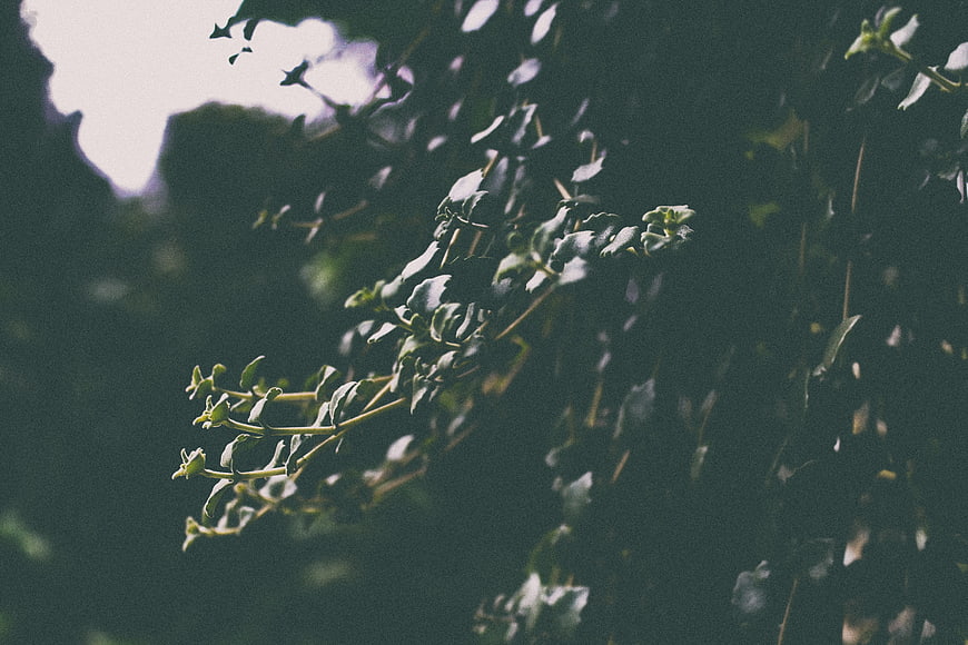 Dark moody green leaves with film grain texture
