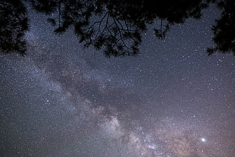 Milky Way Galaxy Night Sky with Pine Tree Silhouette