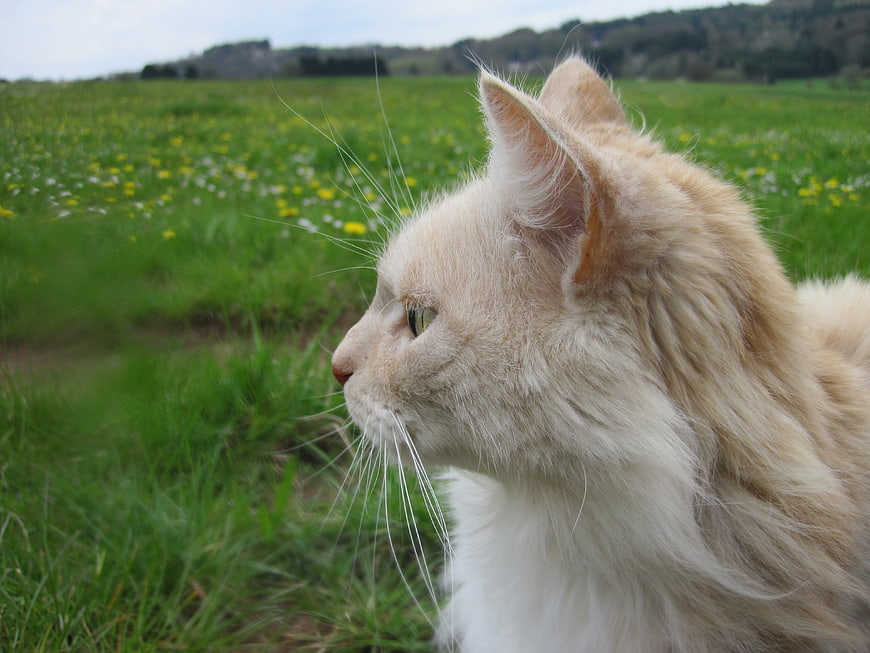 Fluffy Cream Cat Profile in Green Meadow