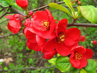 Vibrant Red Quince Blossoms on a Spring Branch
