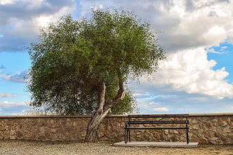 Lone olive tree and bench against stone wall and cloudy sky