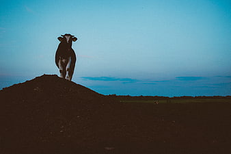 Black and white cow standing on a hill at dusk