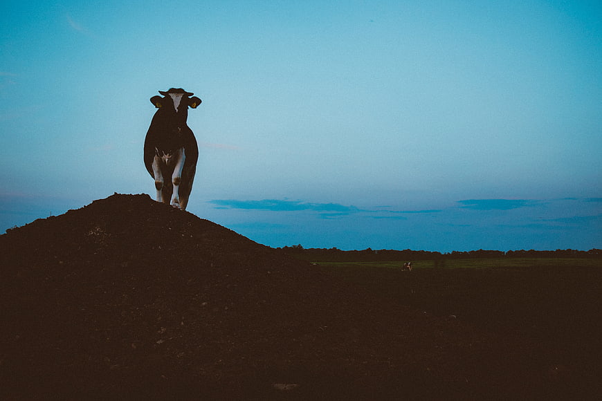 Black and white cow standing on a hill at dusk