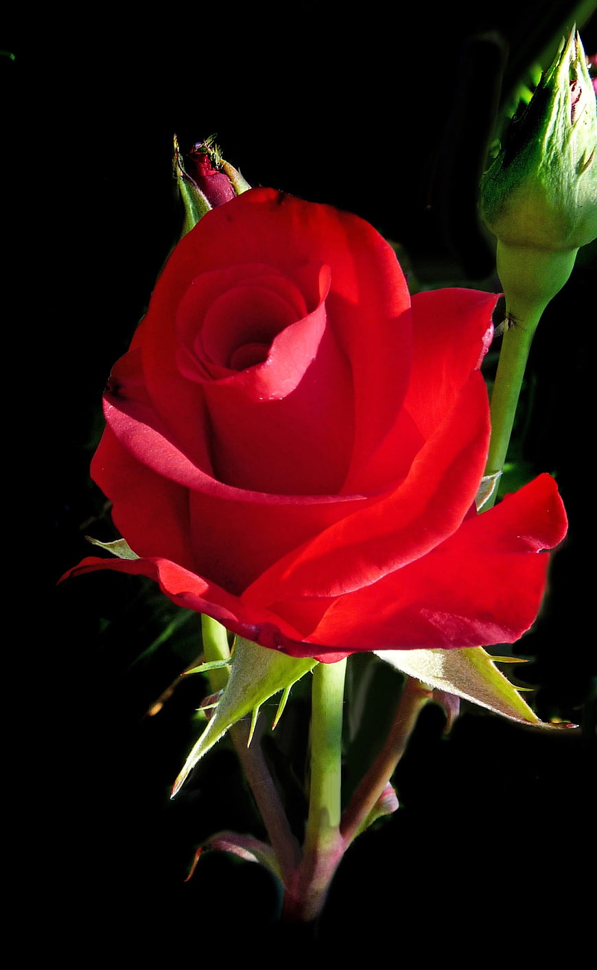 Vibrant Red Rose Close-Up on Black Background