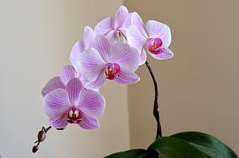 Pink Phalaenopsis Orchid Blooms on Stem