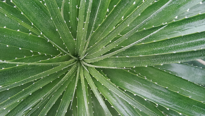 Close-up of green aloe vera leaf with spiky edges