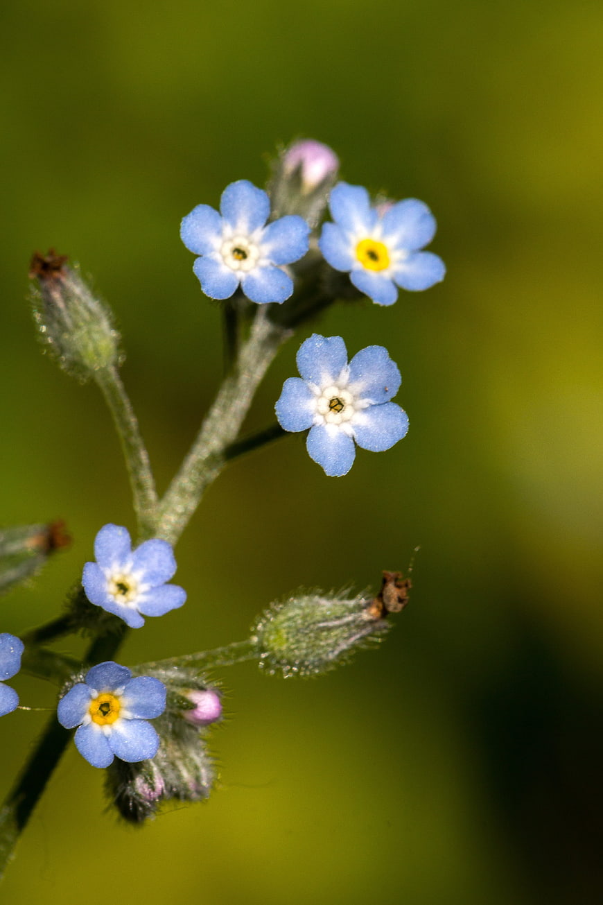 Close-up of delicate blue forget-me-not flowers on green background