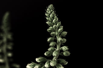 Close-up of green flower buds on black background