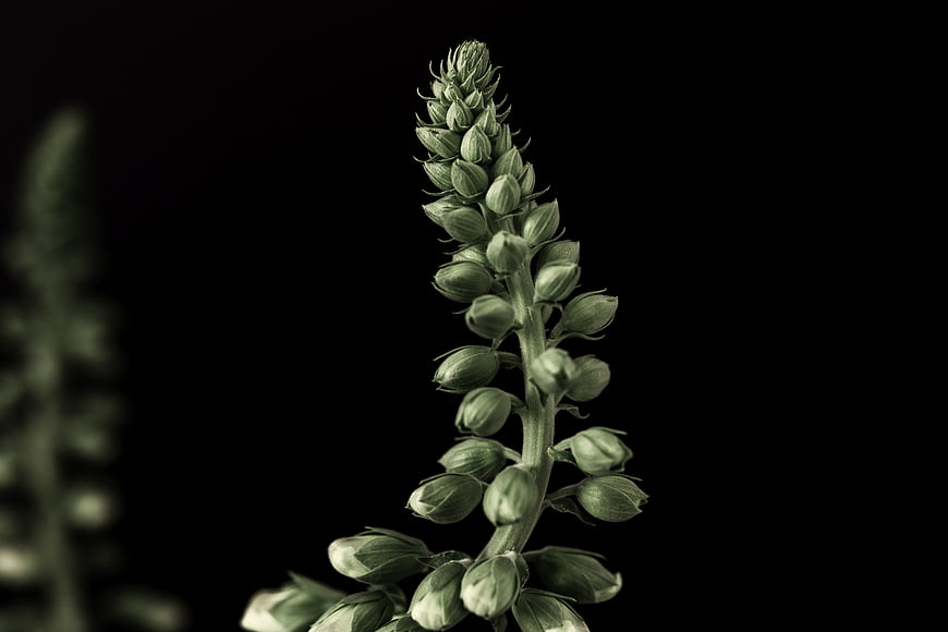 Close-up of green flower buds on black background