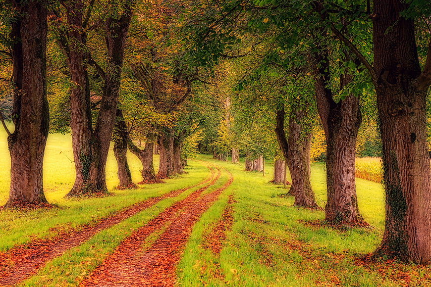Autumn tree-lined path with fallen leaves in a park