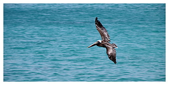 Brown Pelican In Flight Over Turquoise Ocean Water