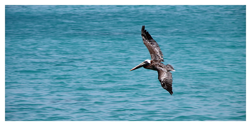 Brown Pelican In Flight Over Turquoise Ocean Water