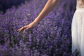 Woman's hand touching purple lavender flowers in a summer field