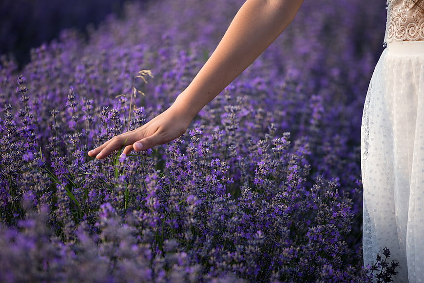 Woman's hand touching purple lavender flowers in a summer field