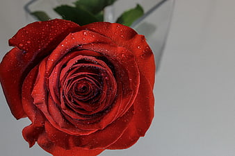 Close-up of a vibrant red rose with water droplets