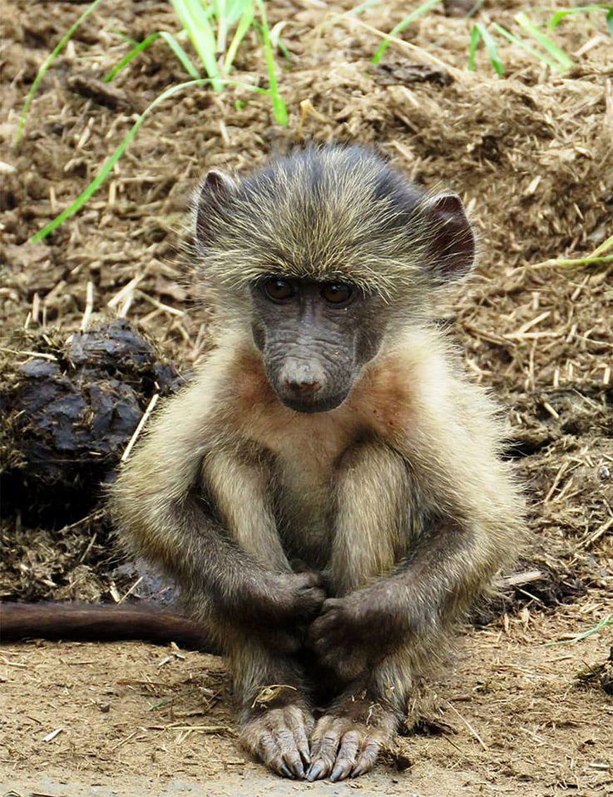 Cute baby baboon sitting on dirt ground