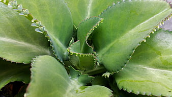 Close-up of Green Kalanchoe Plant with Baby Plantlets