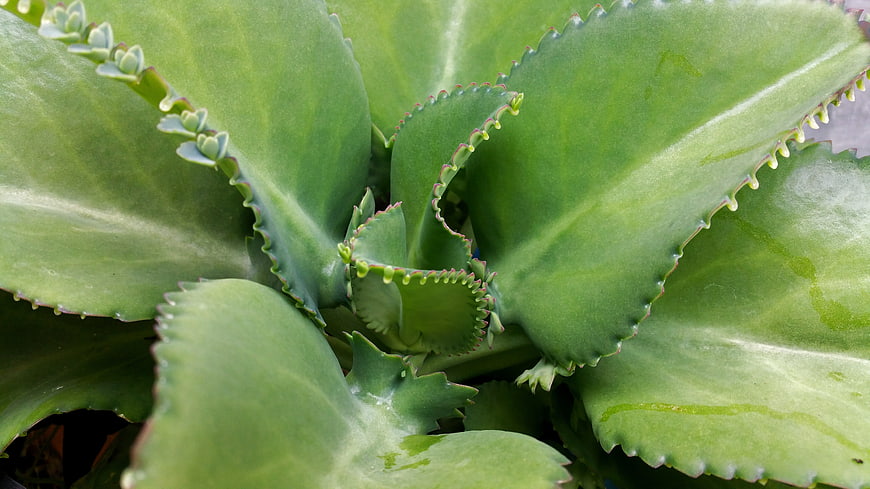 Close-up of Green Kalanchoe Plant with Baby Plantlets