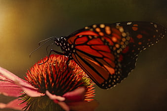 Monarch Butterfly on Purple Coneflower Close Up