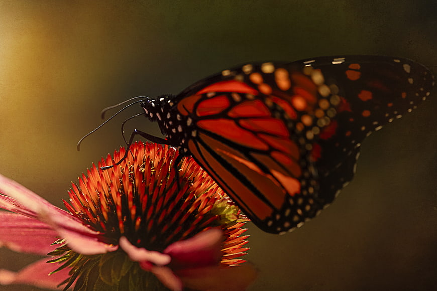Monarch Butterfly on Purple Coneflower Close Up