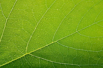 Macro Close-Up of Green Leaf Veins and Texture