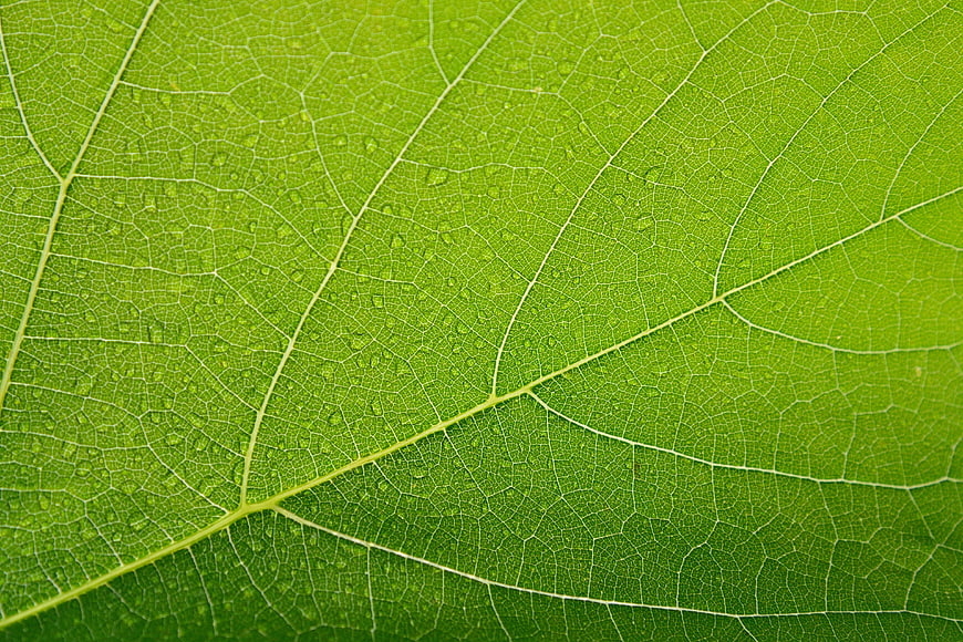 Macro Close-Up of Green Leaf Veins and Texture