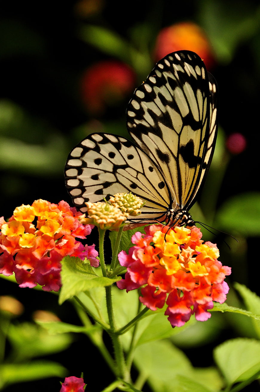 Tree Nymph Butterfly on Colorful Lantana Flowers
