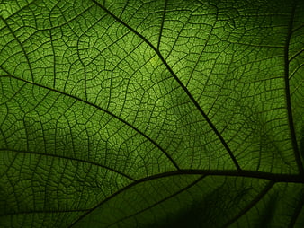 Close-up of green leaf veins with natural texture