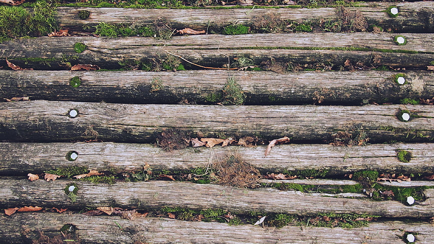 Weathered wooden planks with moss and leaves texture