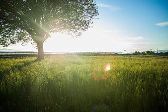 Sunlit Tree in Green Meadow with Lens Flare